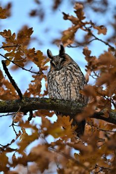 Long eared owl,asio otos, sits on a branche of an oak tree with autumn leaves