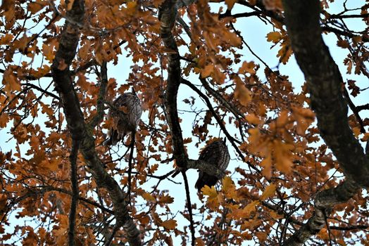 Long eared owls,asio otos, are sitting on a branche of an oak tree with autumn leaves