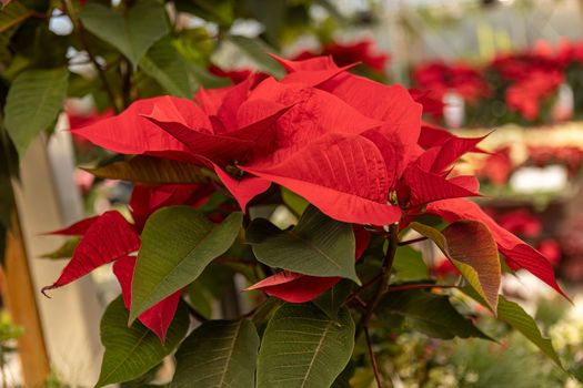 Poinsettia plant detail in a shop