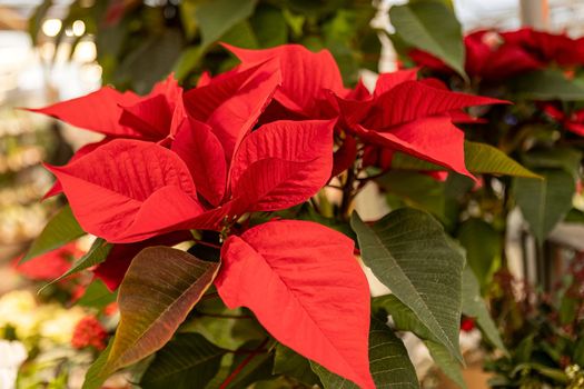 Poinsettia plant detail in a shop