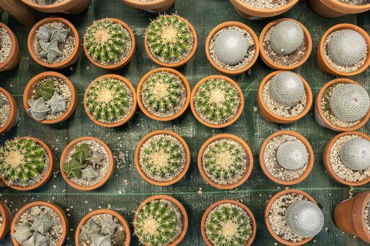 Many potted cacti in the shop detail