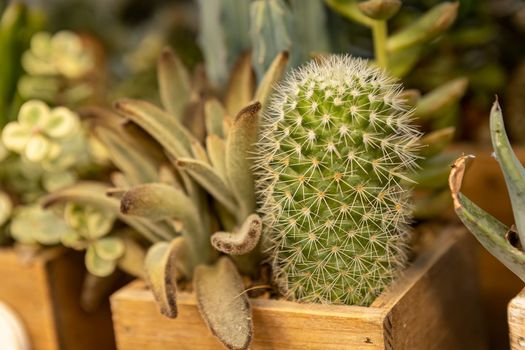 Many potted cacti in the shop detail