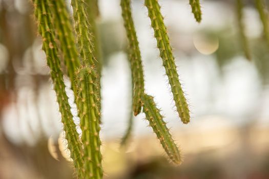 Beautiful Selenicereus Validus cactus plant in the garden