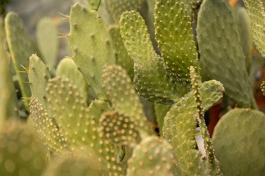 Many potted cacti in the shop detail