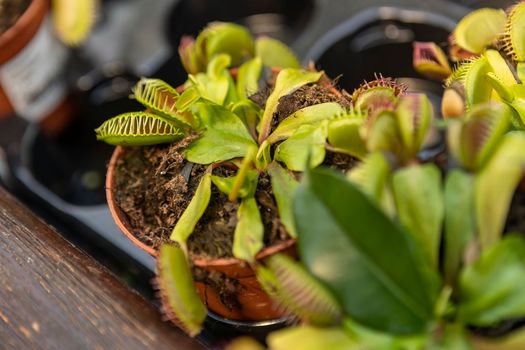 Dionaea muscipula Carnivorous plant macro detail