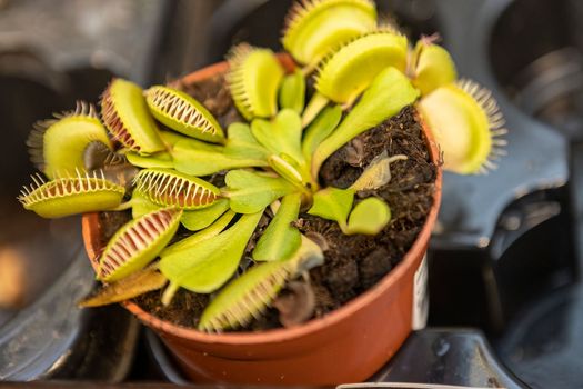 Dionaea muscipula Carnivorous plant macro detail