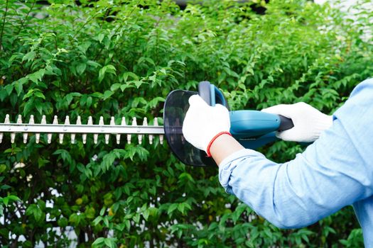 Gardener trimming bush by electric hedge clippers in garden. Hobby at home.