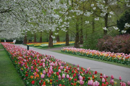 Flowering alley with cherry and multicolored tulips in a park