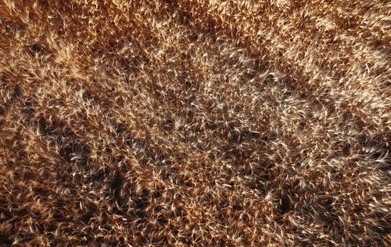 Top view of a wheatfield. Organic food. Flying over a field Directly above view of wheat field. Field before harvesting. Agriculture background. Drone flying over ripened wheat field.