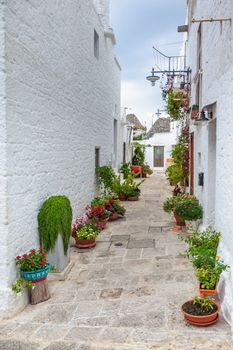 Alluring old town of Alberobello with Trulli houses among green plants and flowers, main touristic district, Apulia region, Southern Italy. Typical buildings built with a dry stone walls and conical roofs.