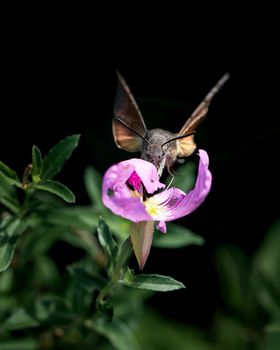 Flying Hummingbird or hawk-moth photo, close-up photo of hummingbird hawk-moth