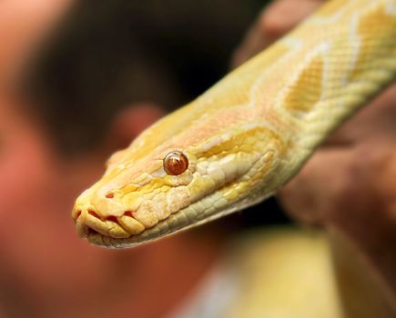 Yellow tropical boa close-up in the hands of a tourist. Albino golden snake.