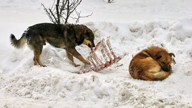 Young stray dogs of mixed breed gnaw bones, on a snow-covered street in the winter season.