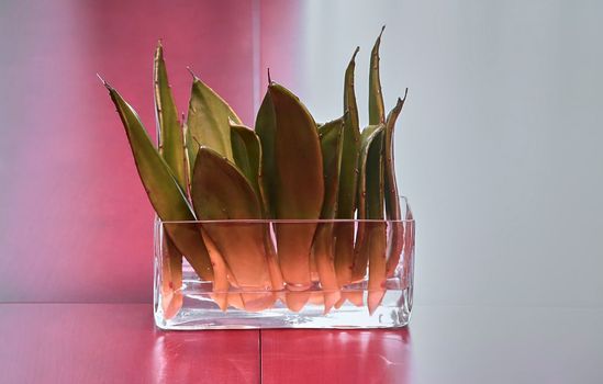 Terrarium of cacti in a glass bowl. Cactus leaves in a glass of water on the table.