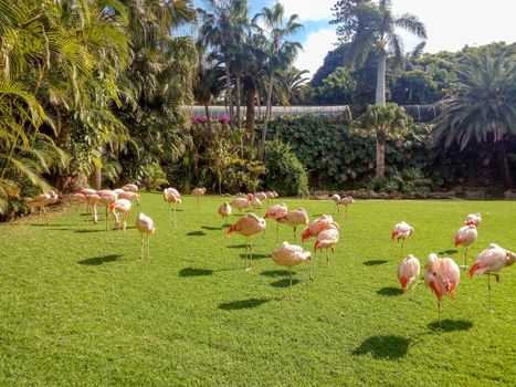 Group of flamingos are walking on grass. Birds at zoo. Beautiful pink birds in nature