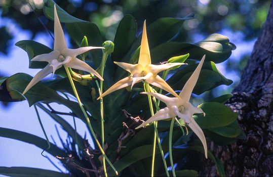 Darwin's orchid (Angrecum sesquipedale), Ile Aux Nattes, Madagascar, Africa