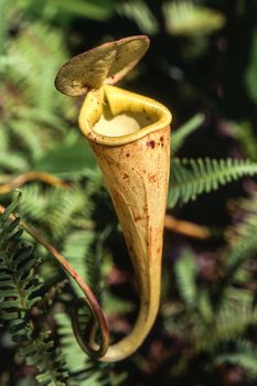 Madagascar pitcher plant (Nepenthes madagascariensis), Taolagnaro, Anosy, Madagascar, Africa