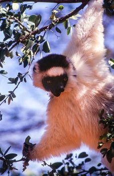 Verreaux's Sifaka Lemur, (Propithecus verreauxi), Berenty Private Reserve, Anosy, Madagascar