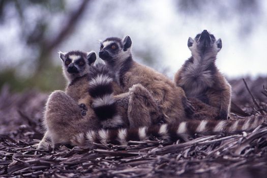 Ring-Tailed Lemur (Lemur catta),  Berenty Private Reserve, Anosy, Madagascar