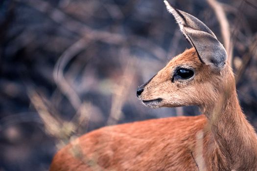 Steenbok (Raphicerus campestris), Kruger National Park, Mpumalanga, South Africa
