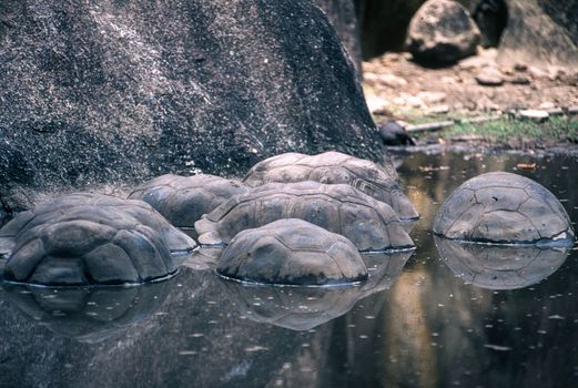 Giant Aldabra Seychelles Tortoise (Aldabrachelys gigantea), Union Estate Park, La Digue, Republic of Seychelles, Indian Ocean, Africa