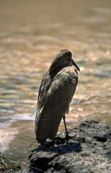 Hamerkop (Scopus umbretta), Moremi Wildlife Reserve, Ngamiland, Botswana, Africa