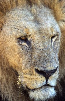 Lion (Panthera leo), Moremi Wildlife Reserve, Ngamiland, Botswana, Africa