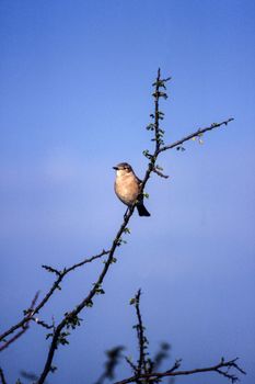 Willow Warbler (Phylloscopus trochilus), Central Kalahari Game Reserve, Ghanzi, Botswana, Africa