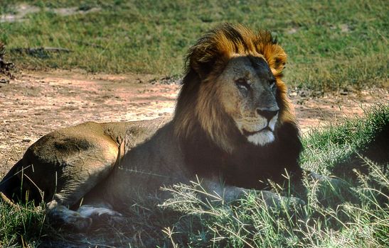 Lion (Panthera leo), Moremi Wildlife Reserve, Ngamiland, Botswana, Africa
