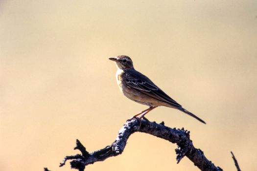 Rattling Cisticola (Cisticola chiniana), Central Kalahari Game Reserve, Ghanzi, Botswana, Africa
