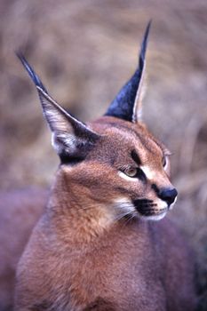 Caracal (Felix caracal), Maun, Ngamiland, Botswana, Africa