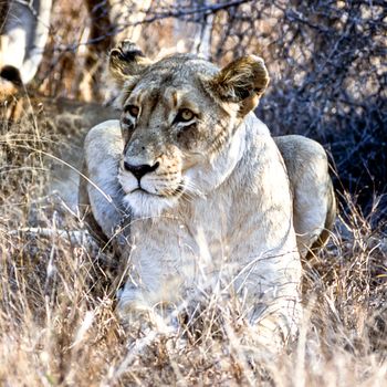 Lion, (Panthera leo), Kwa Mbili, Mpumalanga, South Africa, Africa