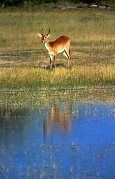 Lechwe (Kobus leche), Moremi Wildlife Reserve, Ngamiland, Botswana, Africa