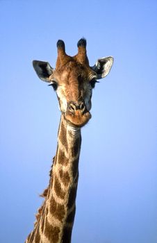 Giraffe, (Giraffa camelopardalis), Kruger National Park, Mpumalanga, South Africa, Africa