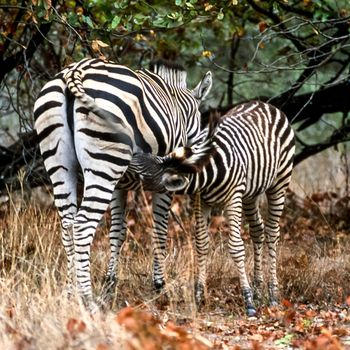 Plains Zebra, (Equus burchellii), Kruger National Park, Mpumalanga, South Africa, Africa