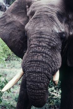 Elephant (Loxodonta africana) , Kruger National Park, mpumalanga, south africa