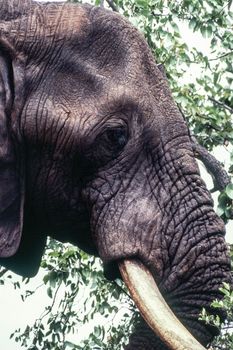 Elephant (Loxodonta africana) , Kruger National Park, mpumalanga, south africa