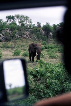 Elephant (Loxodonta africana) , Kruger National Park, mpumalanga, south africa