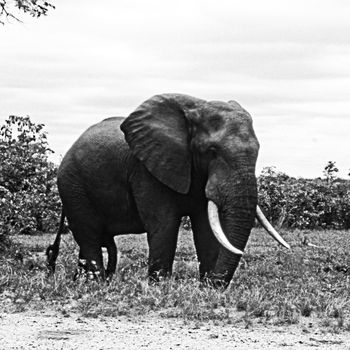 Elephant (Loxodonta africana) , Kruger National Park, mpumalanga, south africa
