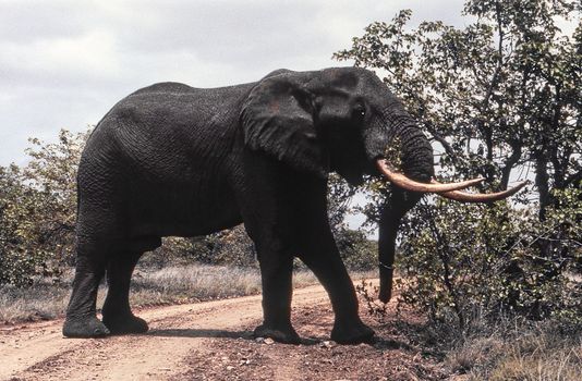 Elephant (Loxodonta africana) , Kruger National Park, mpumalanga, south africa