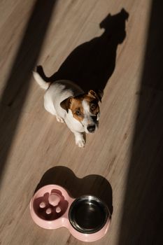 A double bowl for slow feeding and a bowl of water for the dog. Top view of a jack russell terrier dog near a pink plate with dry food on a wooden floor