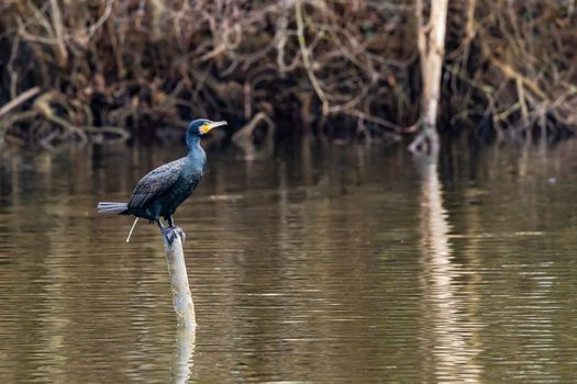 A black cormorant bird sitting strikingly defecating on a wooden stake in a lake in winter, Germany