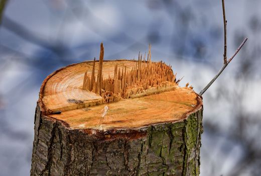 Focus stacking image of sawed off tree stump with wood splinters exposed in front of water in winter, Germany