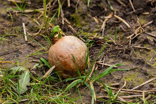 Focus stacking shot of a germinating onion with green shoot on a field after harvest in winter, Germany