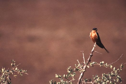 Redbreasted Swallow (Hirunda semirufa) , Kruger National Park, mpumalanga, south africa