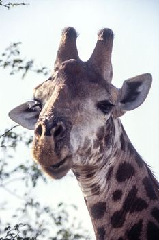 Giraffe (Giraffa camelopardalis), Kruger National Park, mpumalanga, south africa