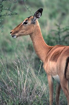 Impala (Aepyceros melampus) , Kruger National Park, mpumalanga, south africa