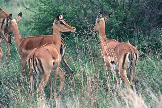 Impala (Aepyceros melampus) , Kruger National Park, mpumalanga, south africa
