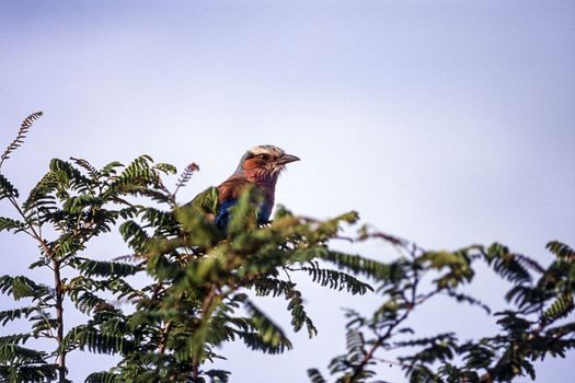 Lilacbreasted Roller (Coracias caudata) , Kruger National Park, mpumalanga, south africa