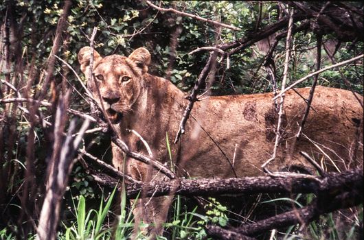 Lion (Panthera leo) , Kruger National Park, mpumalanga, south africa